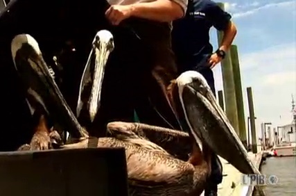 Pelicans rescued from BP Oil Spill