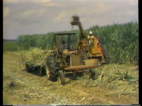 Sugar Cane Farm