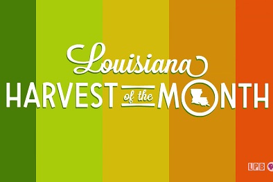 Louisiana Harvest of the Month