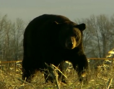 Louisiana Black Bear