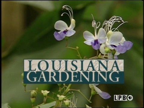 Louisiana Gardening
